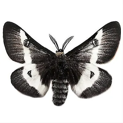 Hemileuca Maia Black White Saturn Moth USA UNMOUNTED/WINGS CLOSED • $8