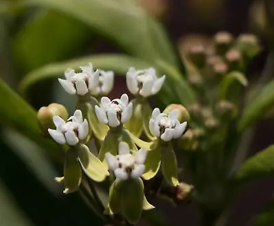 25 Caribbean Milkweed Seeds Asclepias Nivea • $8.75