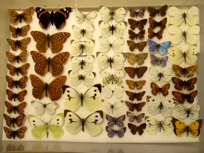 £48 • Buy StoreBox 4 (60) British Butterflies Moths Entomology Insect Lepidoptera