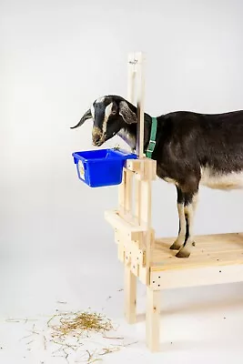 Best Goat Stand + Fits All Goats For Milking And Trimming - Natural Wood • $190