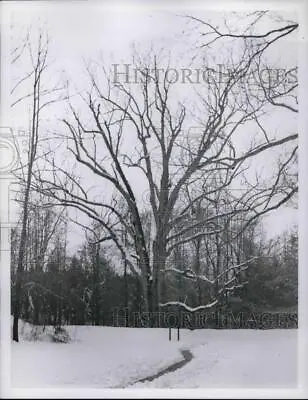 1960 Press Photo Old Oak Tree Boundary Marks Of The Fram Of Thomas Lincoln • $15.99