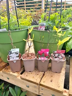 4 X 1L Magnolia Mix Striking Lovely Quality Plants Flowers Garden 1 Litre Pots • £24.95