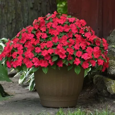 Impatiens Mini Plug Plants Busy Lizzie Pink Lipstick Garden Flowers Pack Of 12 • £8.99