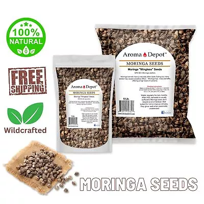 Moringa WINGLESS Seeds Semillas De Moringa Oleifera Pepa Malunggay Wholesale • $5.90