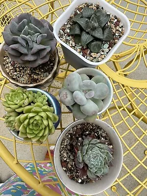 5 Pots For Cheap Package Sale • $35