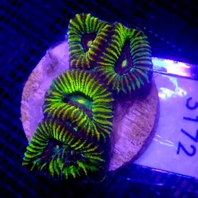 Yellow Moon Favia Coral Frag WYSIWYG IC 3172 - Indigo Corals • $20