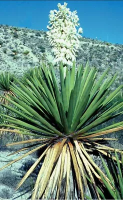 Tx Yucca Plant Baby Sz S 6 Inch Above Ground Evergreen Drought Tolerant Palm Sz • £9.50