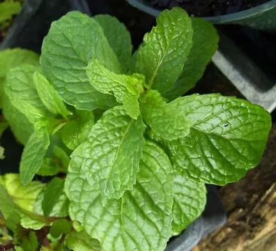 Kentucky Colonel Mint 1 Plant! • $4.45