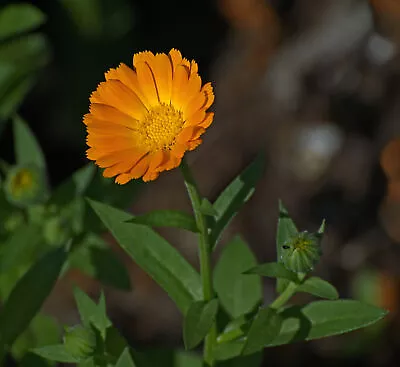 2000 CALENDULA OFFICINALIS Seeds (Orange Marigold) | Free Shipping • $14.95