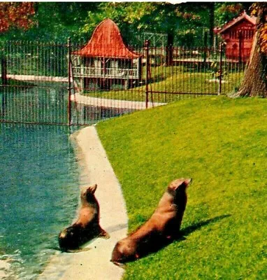$4.50 • Buy 1910 Detroit, MI Belle Isle Resort Zoo. Seal Pond  Exhibit. Postcard