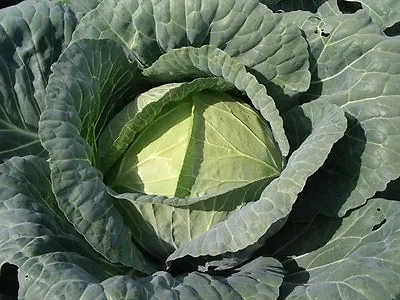 Cabbage Brunswick  Heirloom  2600 Finest Seeds • £2.39