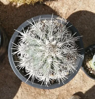 Mexican Giant Cardon Cactus Pachycereus Pringlei Columnar Cactus Large Rooted • $119