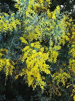 3 Seeds Acacia Podalyriifolia Mimosa To Leaves Of Podalyria • £5.93