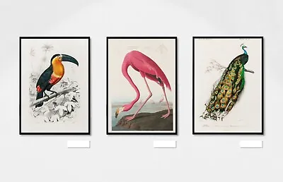 Vintage Birds Set Of 3 Art Prints Painting Living Room Posters Portrait Picture • £5.99