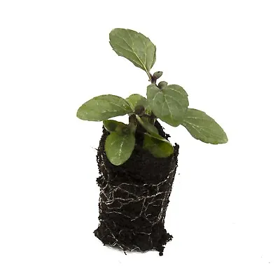 6 Mint Jessica's Sweet Pear - Herb Plug Plants - Grow Your Own Herb Garden • £12.99