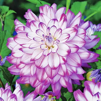 Who Dun It Decorative Dahlia Flower Bulbs - 3 Tubers Per Pack - Ships From USA • $20.85