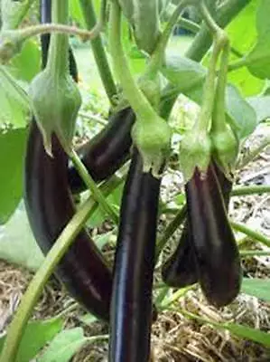 Eggplant Seed Long Purple Heirloom Non Gmo 100 Seeds Garden Seed • $2.99