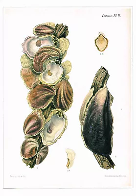 Adanson's Mangrove Oyster Vintage 1991 Shell Print G B Sowerby Picture CNHPS#109 • $4.96