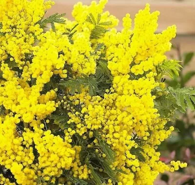 2x Acacia Dealbata Evergreen Mimosa Tree Ornamental Garden Plants Shrubs In Pot • £24.99