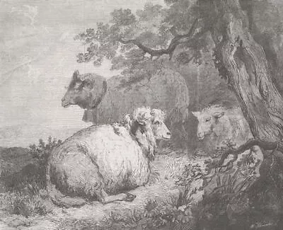 SHEEP. Sheep 1862 Old Antique Vintage Print Picture • $8.70