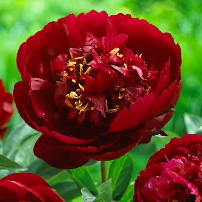 Peony Buckeye Belle Deep Red Flower Perennial Fragrant Garden Bare Root Plant • £9.95