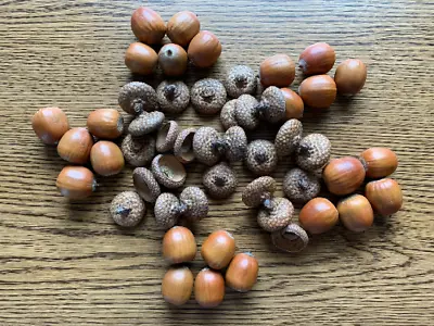 Acorns Red Oak 50 Count Without Attached Caps • $17.95
