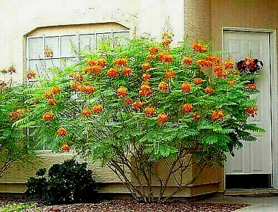 10 Dwarf Poinciana Seeds RED BIRD OF PARADISE MEXICAN (C. Pulcherrima) USA Sell • $4.95