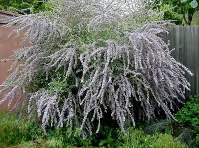 £9.99 • Buy Buddleia Alternifolia Butterfly Bush Weeping Plant Perennial 1 Litre Pot