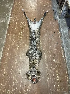 A Beautiful 30 Plus Lb LIFESIZE Spotted Bobcat UnTanned / Salted Skin For A Mt • $300