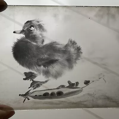 £84.10 • Buy Antique Original Glass Photograph Negative Taxidermy Duck & Peas In A Pod Odd