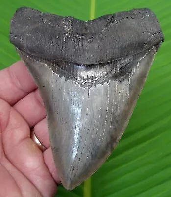 MEGALODON SHARK TOOTH - 4.70 In.  RARE ULTRA SERRATED -  REAL FOSSIL MEGLADONE • $345