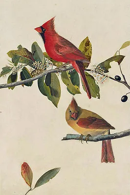 $18.99 • Buy  Northern Cardinal Bird Audubon Aviary Painting Large Canvas Fine Art Print 