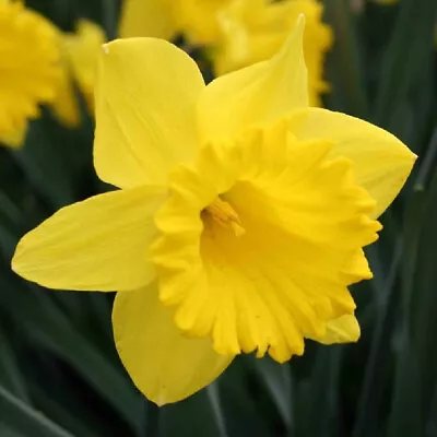 12 PRECHILLED Dutch Master Daffodil Bulbs - Ready To Bloom Now! • $21.99