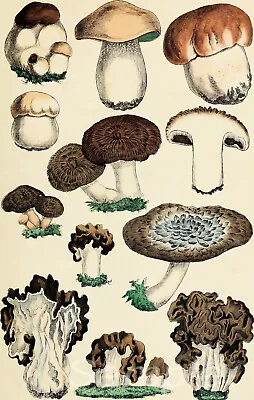 Mb02 Vintage Mushrooms Botanical A4 Poster Print • £3.50