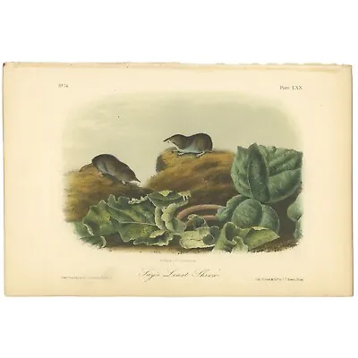 Audubon Quadrupeds Octavo Bowen 1849 H/c Litho Pl 70 Say's Least Shrew • $33.48