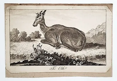 1776 Elk Engraving Print Georges-Louis Leclerc Comte De Buffon Naturalist • $28