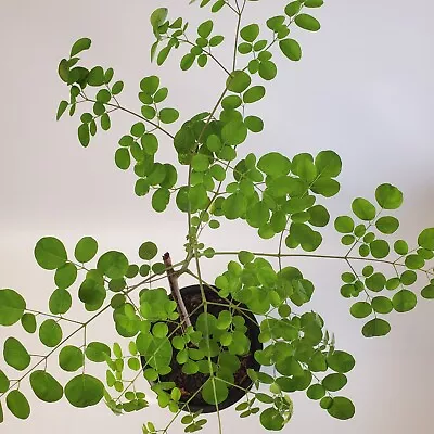 2-3ft Grown Moringa Oleifera Plant Mature Edible Leaves Tree Potted • $99.88