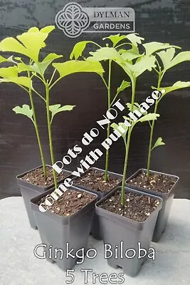 5 Ginkgo Biloba Trees - Live Plants 6 To 8 Inches - Maidenhair Trees • $25