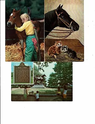 3 Card Animal Lot Horses Man-O-War Burial Horse & Cats Horse & Girl! • $0.99