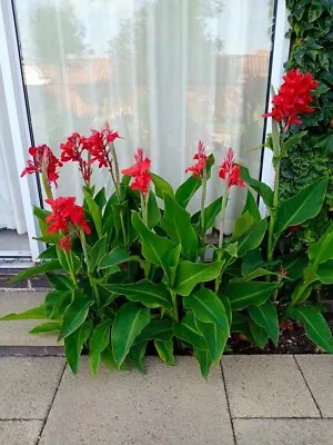 3 Long Lasting Red Flowers Canna Lily Roots Perennial Plant Tropical Garden • £12.50