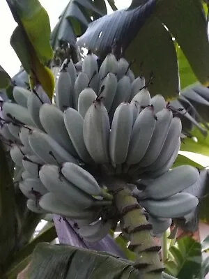 Musa  Blue Java  (The Real One) - (True To Type) -Banana Plant About 1ft. • $54.99