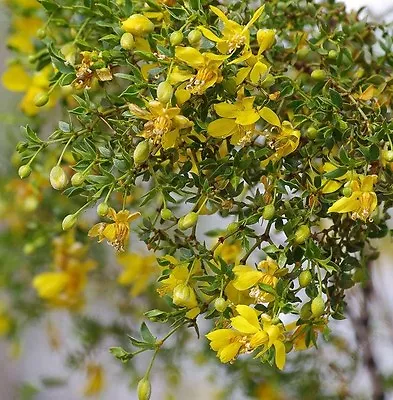 50 Seeds *creosote Bush *chaparral *medicinal Herb*desert Rain 1 • $9.99