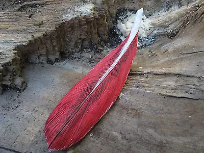 Wooden Carved And Painted Cardinal Feather Pin By Robert Lis Master Carver • $35