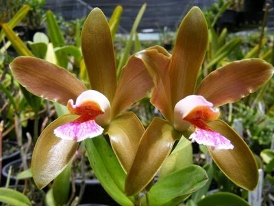 $91 • Buy Orchid Species-Cattleya Granulosa-Brazil