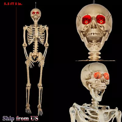 5 Ft 5 In LED Eyes Poseable Human Size Skeleton Skull Halloween Decoration Prop • $59.99