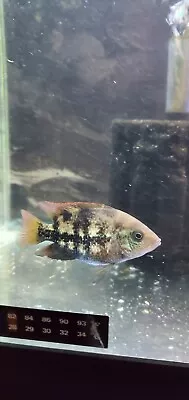 Vieja Zonatus Cichlid Fish  2   Fresh Water Live Tropical Fish • $19.99