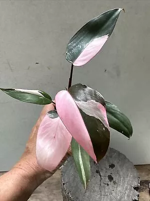 Philodendron Pink Princess Aroid • $20