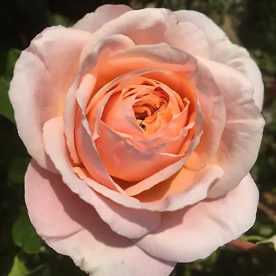 Domaine De Chantilly-5.5lt Potted Garden Shrub Rose-Lavender Pink/Orange/Apricot • £30.45