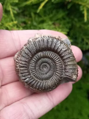 Dactylioceras Ammonite Fossil  Whitby Yorkshire Fossil Genuine 50mm • $20.83