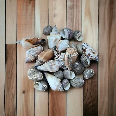 Mixed Sea Shells Beach Craft Coastal Chic Decor Aquarium Fish Tank Value Shells • £2.97